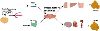 Proprotein Convertase Subtilisin/Kexin Type 9 and Inflammation: An Updated Review